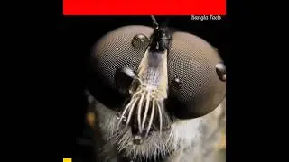 😍মাইক্রোস্কোপিক দুনিয়া😍 microscopic world #shorts #facts#microscope #dailyfacts #banglafacts #viral