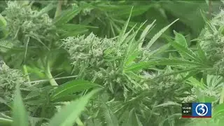 VIDEO: Southington officials examine marijuana options in town