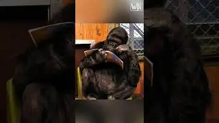 Коко: самая умная горилла на свете!