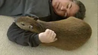 Capybara training, Nap Time  ペットカピバラすり寄り人間