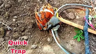Best Birds Trap All Birds Catch Myna Pigeon Dove & Bubbler Sparrow | Hunt Birds Tv