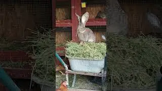 &icirc;i place să măn&acirc;nce la &icirc;nălțime 😂😂😂 #rabbit
