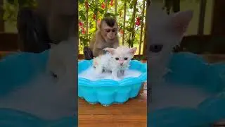 Cutest Babysitter Ever! Monkey Gives Tiny Kitten a Bubble Bath ❤️  #funny #goldenretreivers