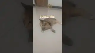 mpuse galak // TKW HONGKONG // VLOG SUCI MANIS
