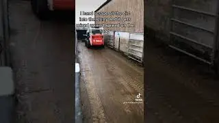 Bobcat cleans cattle handling system with tyre scraper🤭👏🏻 #cleaner #farmer #farming #machinery