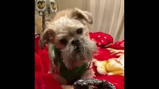 Brussels Griffon