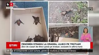 FENOMEN STRANIU LA ORADEA, LILIECI PE TROTUAR_Știri B1_17 ian 2023