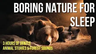 Boring Nature For Sleep | 10 Hours of Deep Forest Stillness from Canopy to Soil