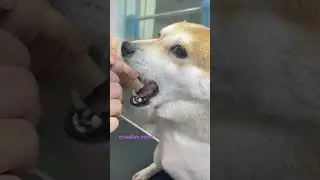 cute expression of animal | animal expression | #shorts #short #animalvideo #viralvideo