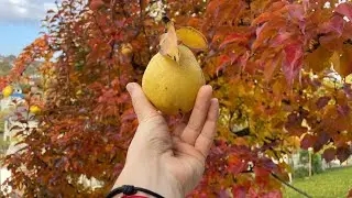 Fall Quotes with Relaxing Music | Enjoy Fall Season