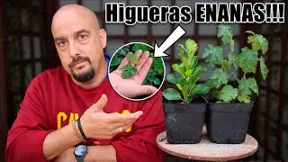 La mejor HIGUERA del mundo para hacer Bonsai - HOJA ENANA