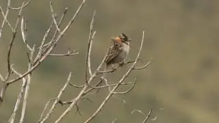 Rufous collared sparrow singing Ecuador