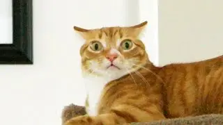 Understanding Your Cat's Emotions