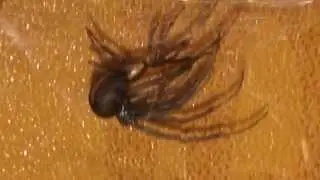 Redback spider molting