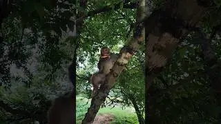 How faster monkey 🐵