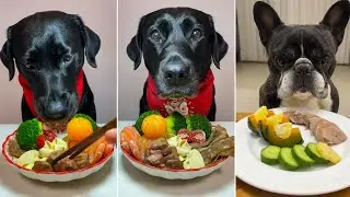 Ultimate Dog Food Challenge | Which Dog Enjoyed Their Meal the Most?🐶🐶