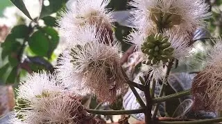 &Aacute;rbol de Guamo - Guaba &iexcl;🤗mi favorito!
