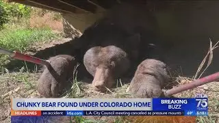 Giant 400-pound bear found under Colorado home, people leaving CA