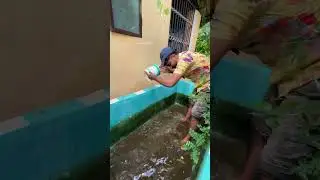 അമ്മാമ വളർത്തുന്ന മോൺസ്റ്റർ ഫിഷുകൾ...😍 | monster fish tank cleaning | african mushi | big size fish