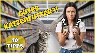So erkennst du HOCHWERTIGES Katzenfutter – 10 Tipps für deinen Einkauf!