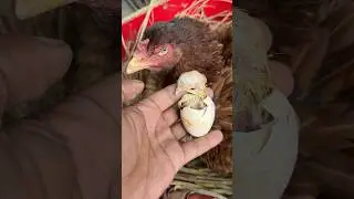 Baby Chick died while hatching 🐣