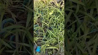 yellow ground orchids for sale ... 9447431253