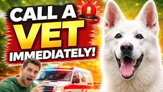 If Your German Shepherd Does THIS&hellip; Call a Vet Immediately! 🚨