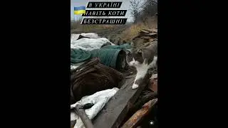 🇺🇦Ukrainian war cat is not afraid of the Russians🐈😎