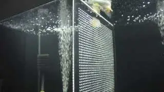 www.elitefish.org Азиатские Арованы Scleropages Formosus RTG1
