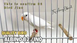 Albino B2 / Ino lovebird Baby 2024 | FS Aviary Official | FS 180 Ring Birds | Albino B2