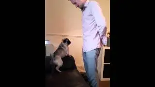Pug barking because he wants to play