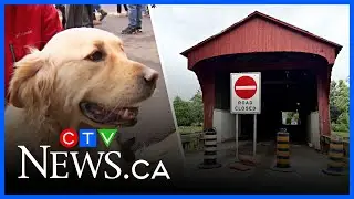 Final Five: Kissing Bridge closure and the most popular dog breeds in Canada