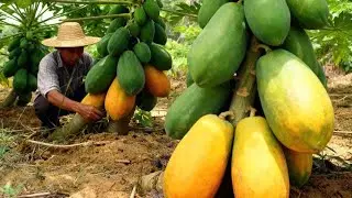 #EP 202 : Đây là bí quyết trồng đu đủ mà ít ai biết được , áp dụng ngay nhé .