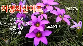 야생화산야초#금사자매화#미니바비아나#토종히어리#노랑게이비붓꽃#미스김라일락#홍등나무#로뮬레아해태국화#게이비붓꽃