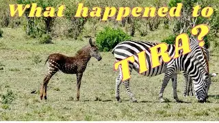 🎬 4k  TIRA~The RARE polka- dotted ZEBRA!  What ever happened to Tira?