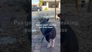 Pua got caught sneaking out of the house ‼️‼️​⁠@vegaspigpua #like #subscribe #comment #share