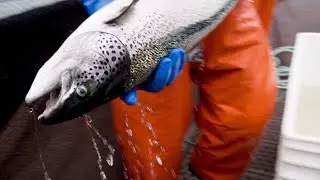 B.C. First Nations claim fish farm licences infringe upon Aboriginal fishing rights