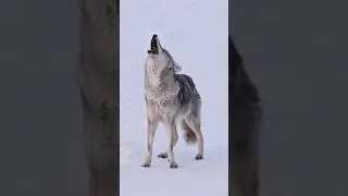 Sounds of Coyote Howling | Canis latrans Sounds