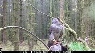 Female Goshawk Breeding in SW Scotland