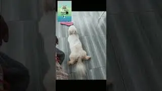 C.D.T DOG