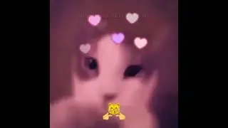 GATINHO FOFO😀💖