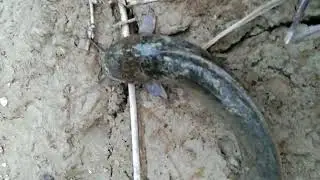 Fishing Catfish #Magurmas