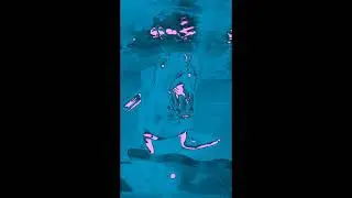 Preview 2 Sea Lion Effects