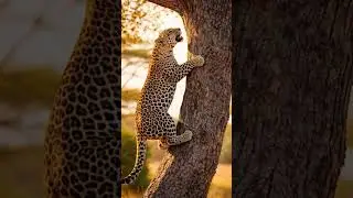 Leopard's Unbelievable Tree 🌳 Climb! #wildlife #nature