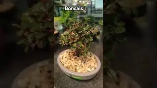 bonsais #plants #bonsai #bonsaitree #bonsaiindonesia