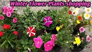 Nursery Visits In Winter Season / Plants Shopping In December Month / Winter Flowers Plants Shopping