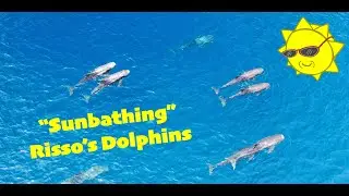 Lazy Risso&rsquo;s Dolphins Sunbathing in Crystal Blue Waters of Uepi Island