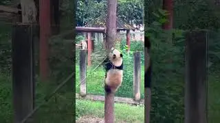 Look how great they are at climbing trees! #panda #cute #adorable #climbing #wowpanda