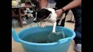 Dog swimming over water
