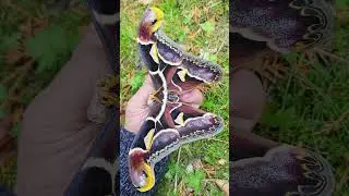Древний малайский атлас: Archaeoattacus malayanus